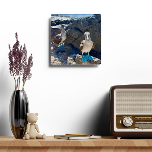 Galapagos Blue-Footed Booby - Acrylic Wall Clock