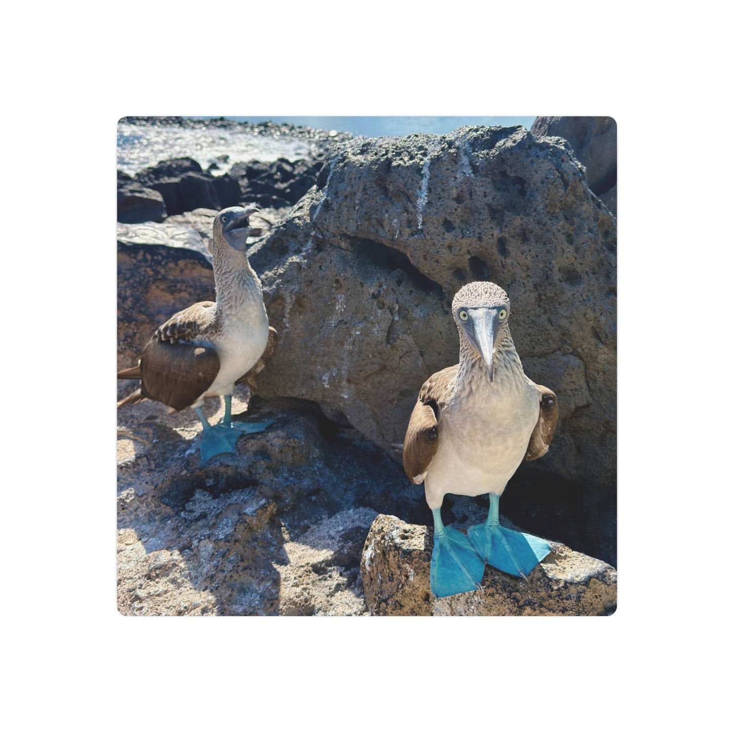 Galapagos Blue-Footed Booby - Metal Wall Art