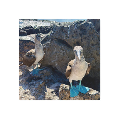 Galapagos Blue-Footed Booby - Metal Wall Art