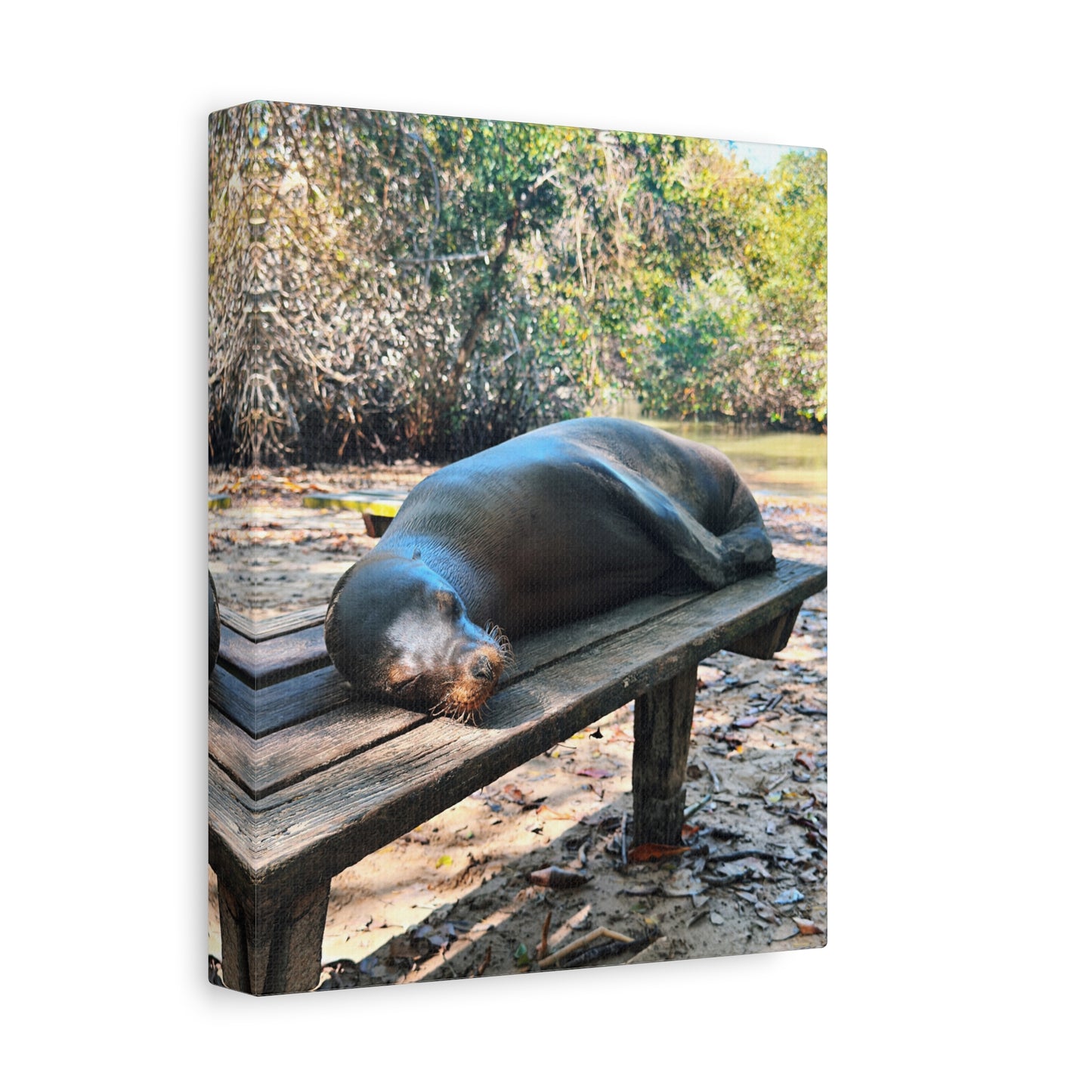 Galapagos Naptime by Chasing Oz - Stretched Canvas Wrap