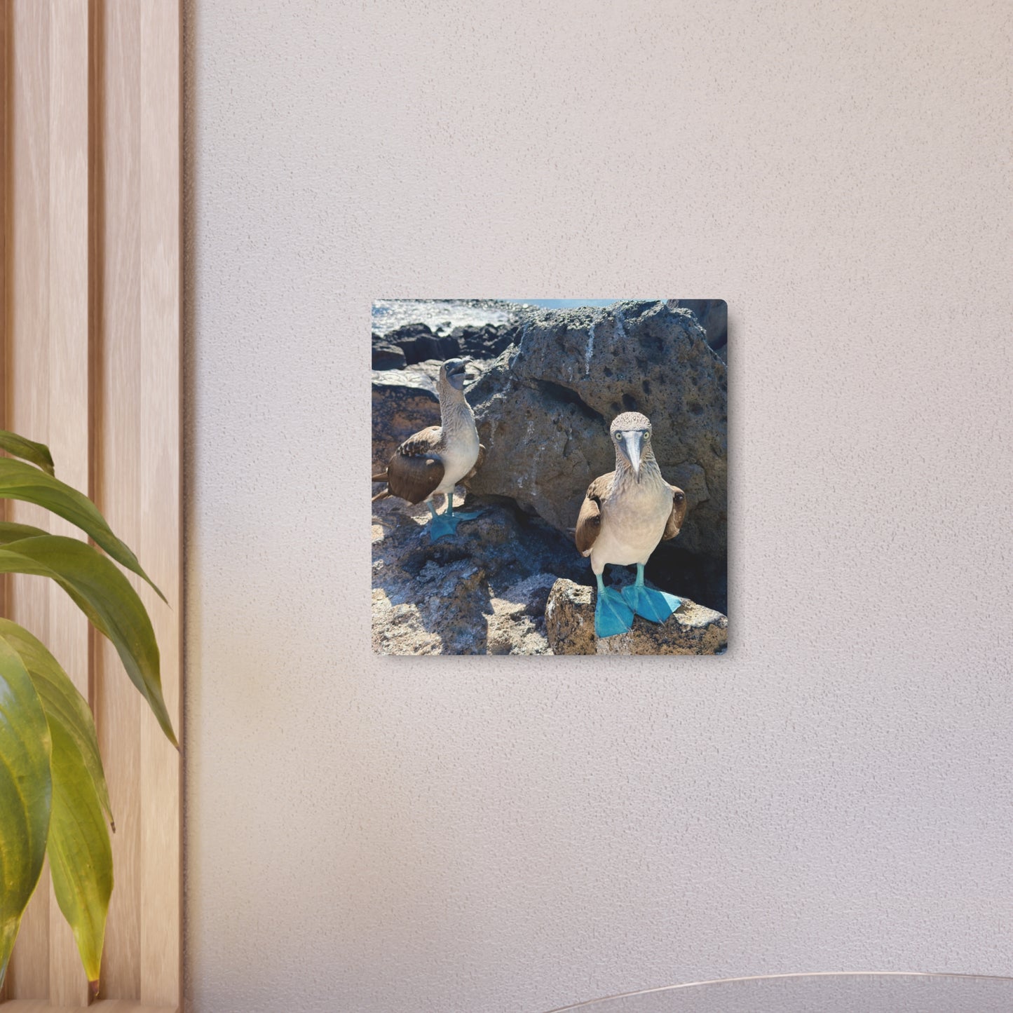 Galapagos Blue-Footed Booby - Metal Wall Art