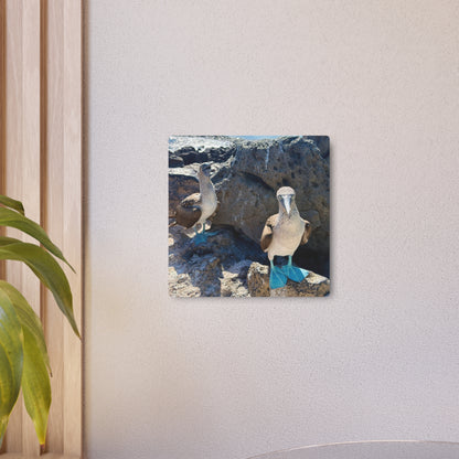 Galapagos Blue-Footed Booby - Metal Wall Art
