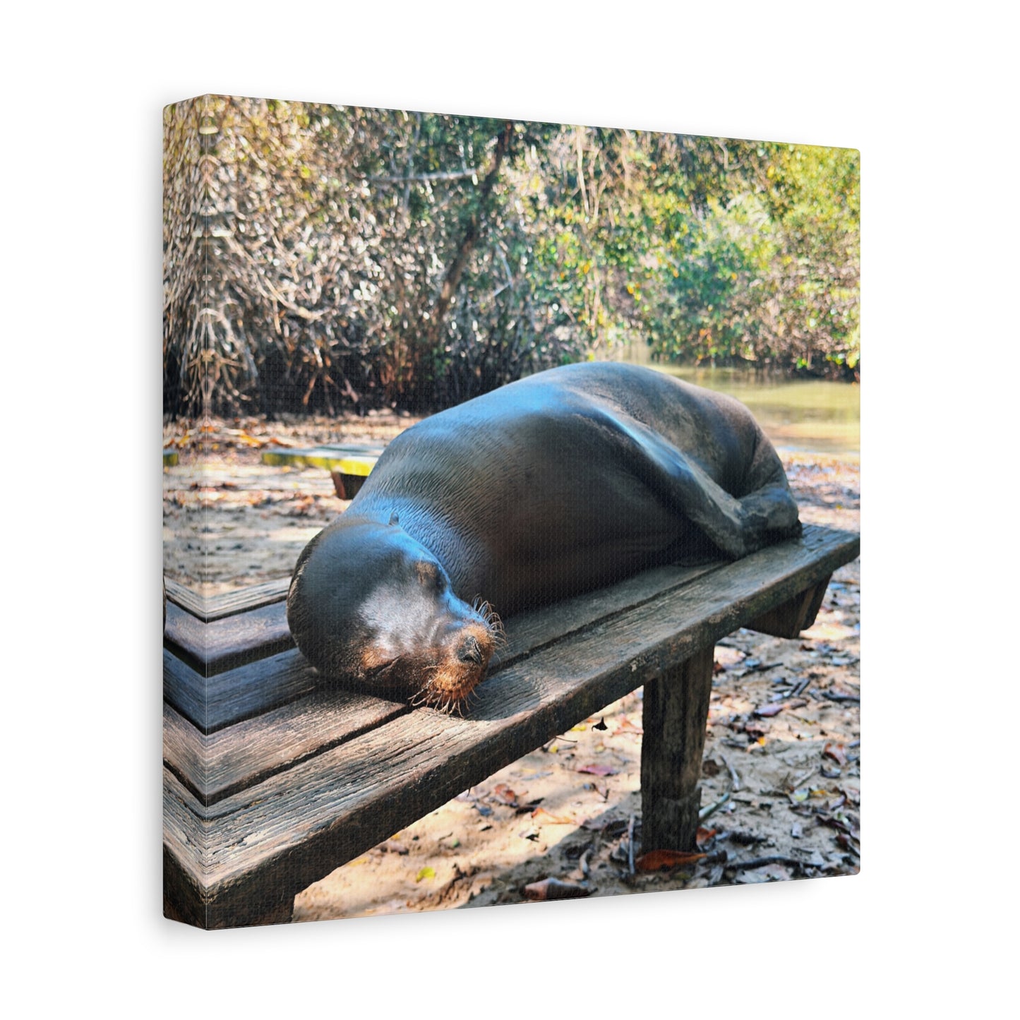 Galapagos Naptime by Chasing Oz - Stretched Canvas Wrap