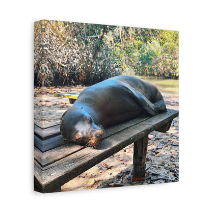 Galapagos Naptime by Chasing Oz - Stretched Canvas Wrap