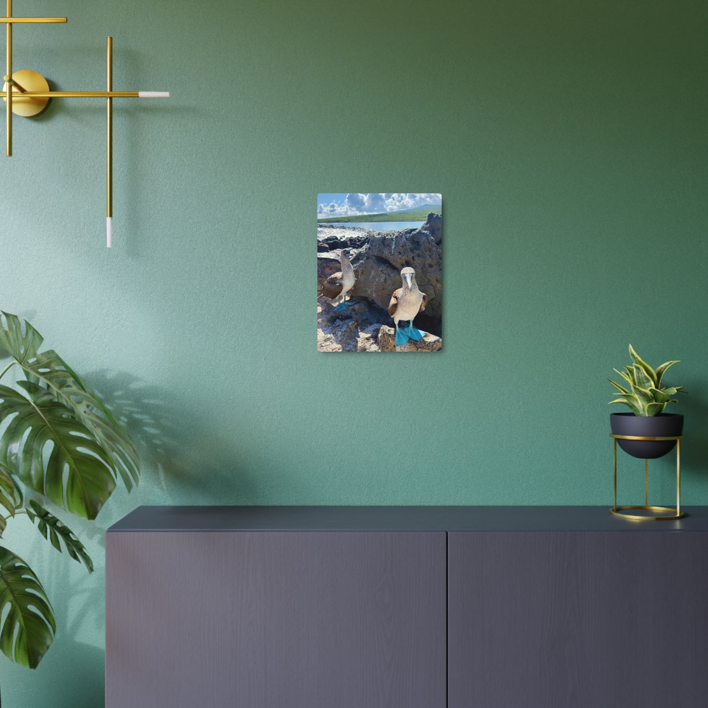 Galapagos Blue-Footed Booby - Metal Wall Art