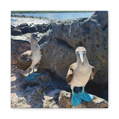 Galapagos Blue-Footed Booby - Canvas Matte Print (Stretched 1.25")