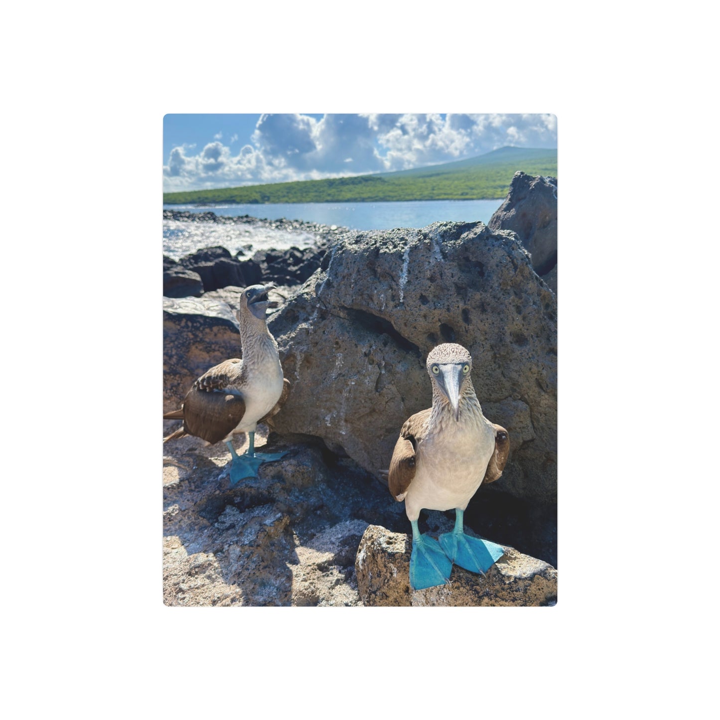 Galapagos Blue-Footed Booby - Metal Wall Art