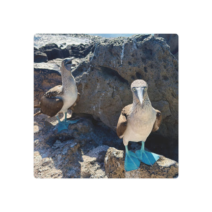 Galapagos Blue-Footed Booby - Metal Wall Art