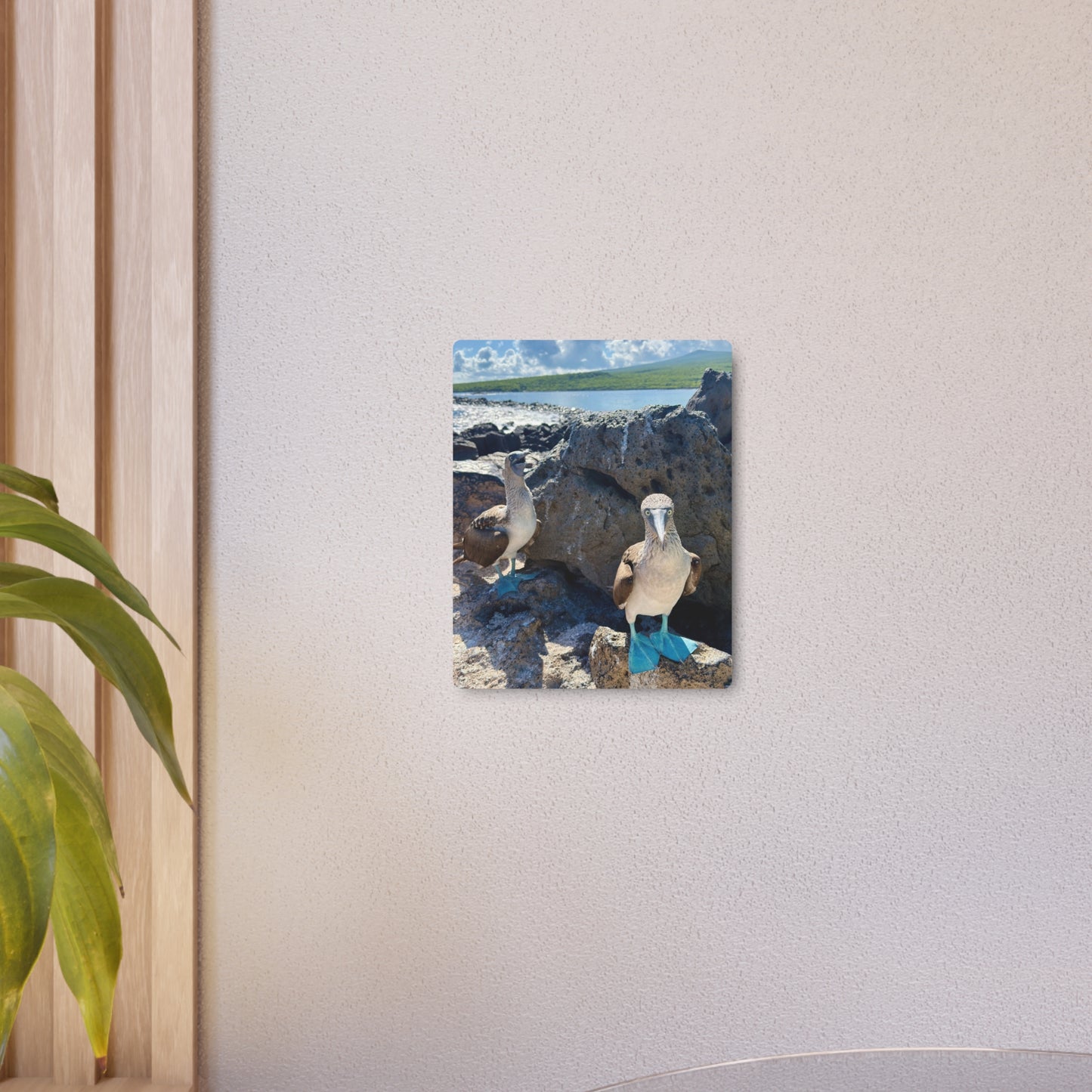 Galapagos Blue-Footed Booby - Metal Wall Art