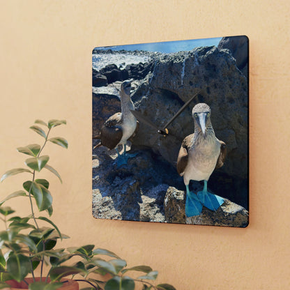 Galapagos Blue-Footed Booby - Acrylic Wall Clock