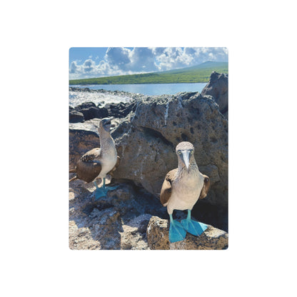 Galapagos Blue-Footed Booby - Metal Wall Art