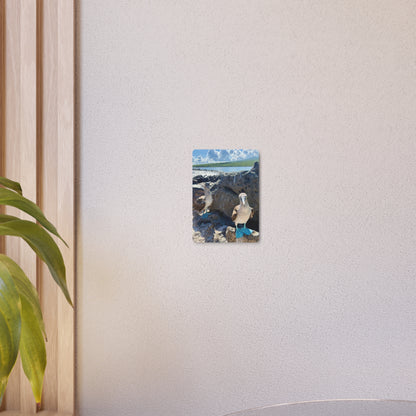Galapagos Blue-Footed Booby - Metal Wall Art