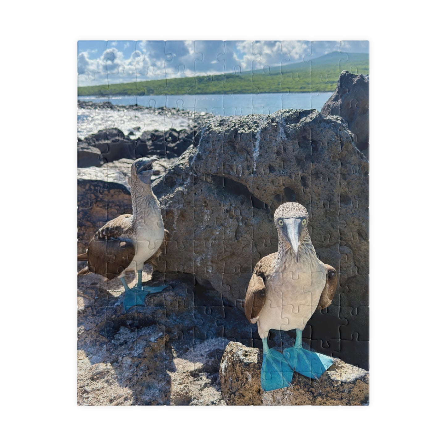 Galapagos Blue-Footed Booby - Jigsaw Puzzle — 110/252/520 Pieces