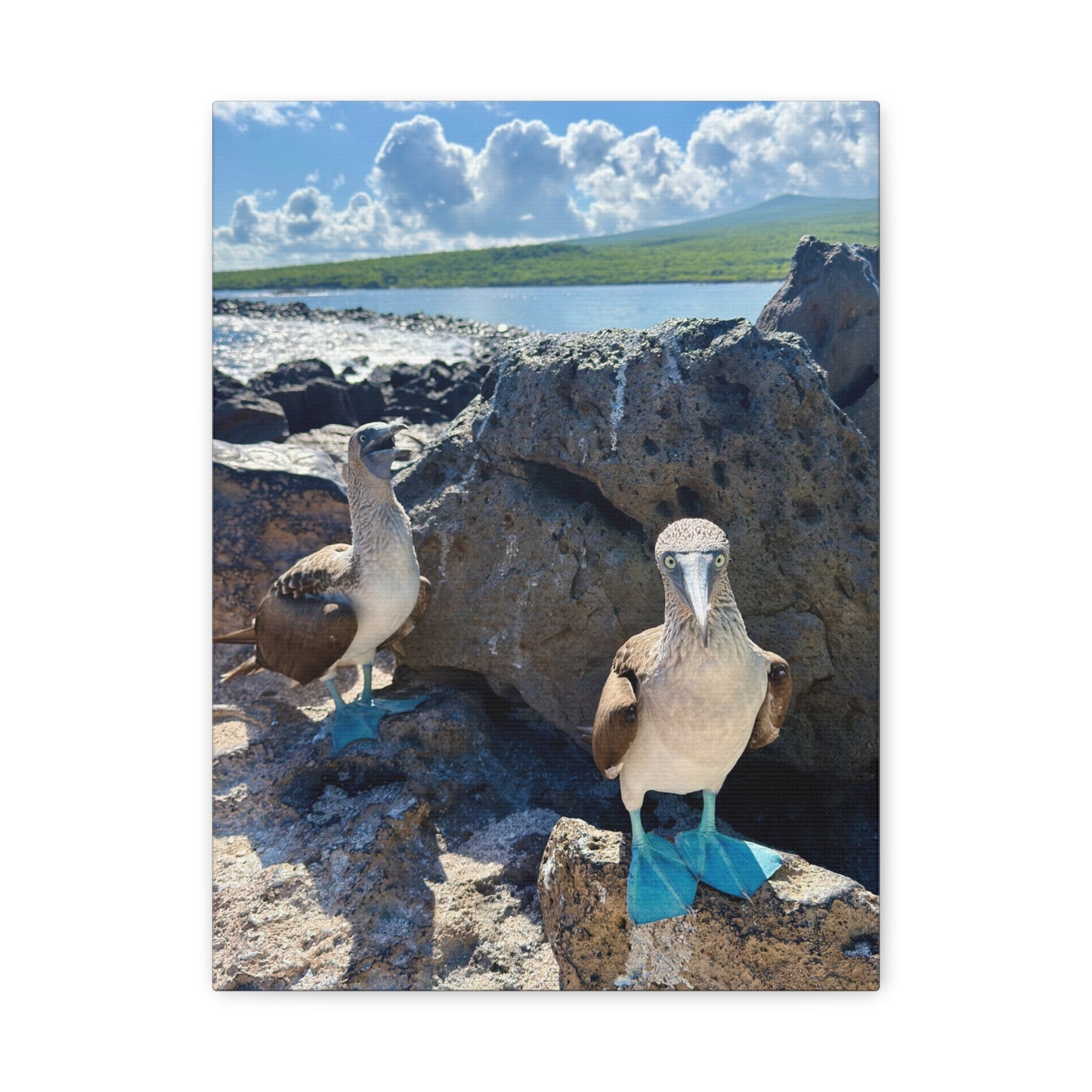 Galapagos Blue-Footed Booby - Canvas Matte Print (Stretched 1.25")