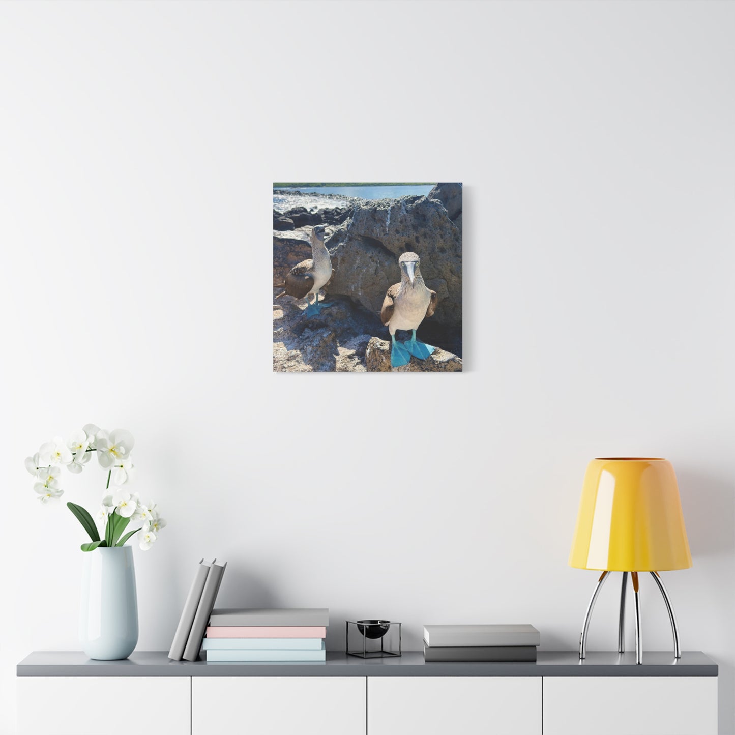Galapagos Blue-Footed Booby - Canvas Matte Print (Stretched 1.25")