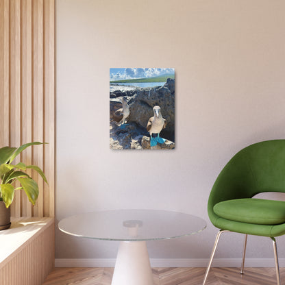 Galapagos Blue-Footed Booby - Metal Wall Art