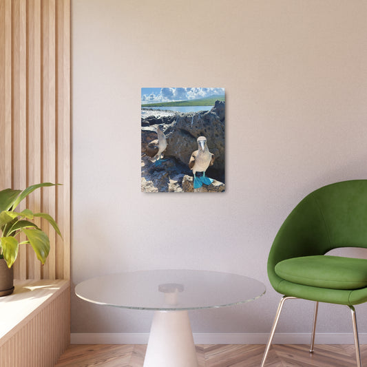 Galapagos Blue-Footed Booby - Metal Wall Art